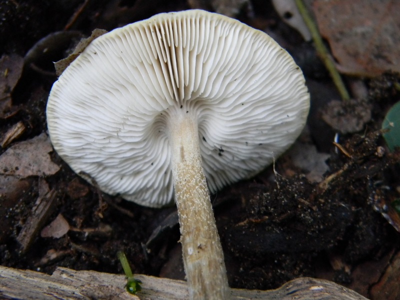 3)Fotogr.il 17.02.2017.sotto Leccio terreo sabbioso ult.ritr.del.17.02.