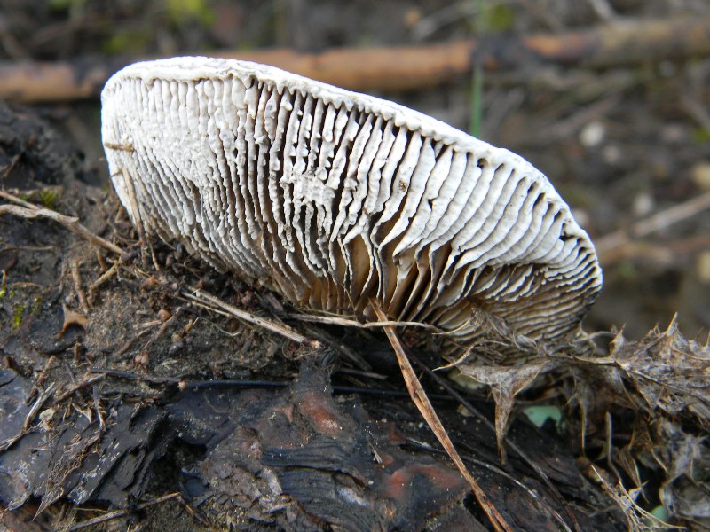 2) 22.02.2013. su vecchio tronco di pino (Lenzites betulina)