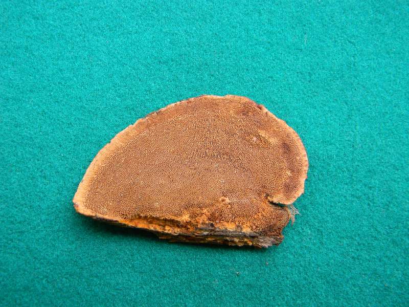 3) Preso su vecchio tronco di Pino il 22.02.2013.