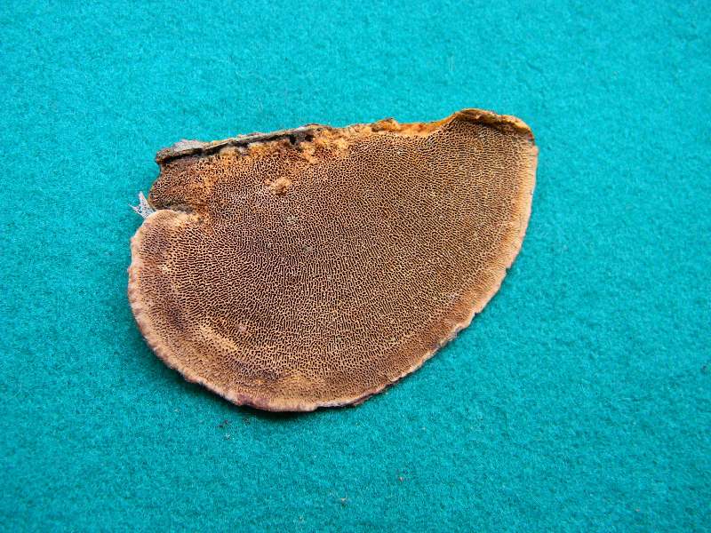 3) Preso su vecchio tronco di Pino il 22.02.2013.