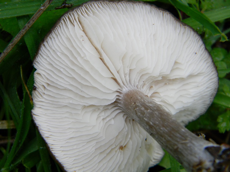 1)Fotogr.il 24.02.2017 sotto pineta marina con Leccio