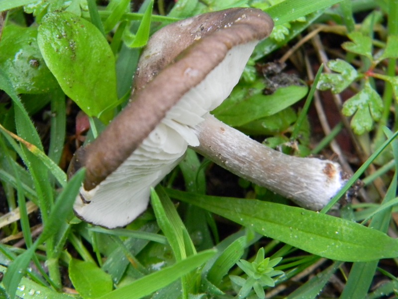 1)Fotogr.il 24.02.2017 sotto pineta marina con Leccio