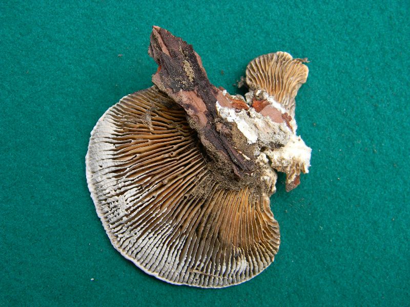 2) 22.02.2013. su vecchio tronco di pino (Lenzites betulina)