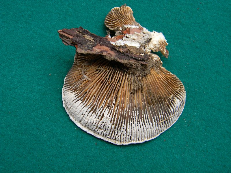 2) 22.02.2013. su vecchio tronco di pino (Lenzites betulina)