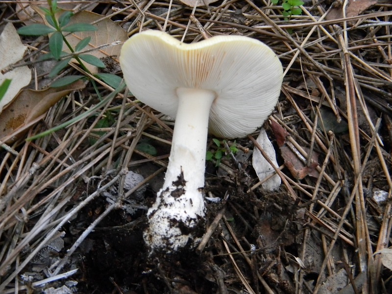 2)Fotogr.il 24.02.2017.sotto pineta marina con  Leccio