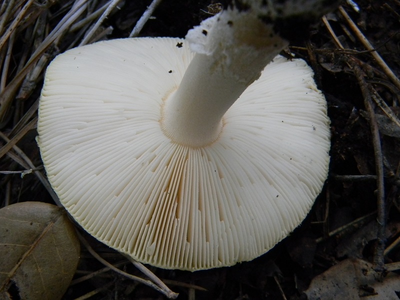 2)Fotogr.il 24.02.2017.sotto pineta marina con  Leccio