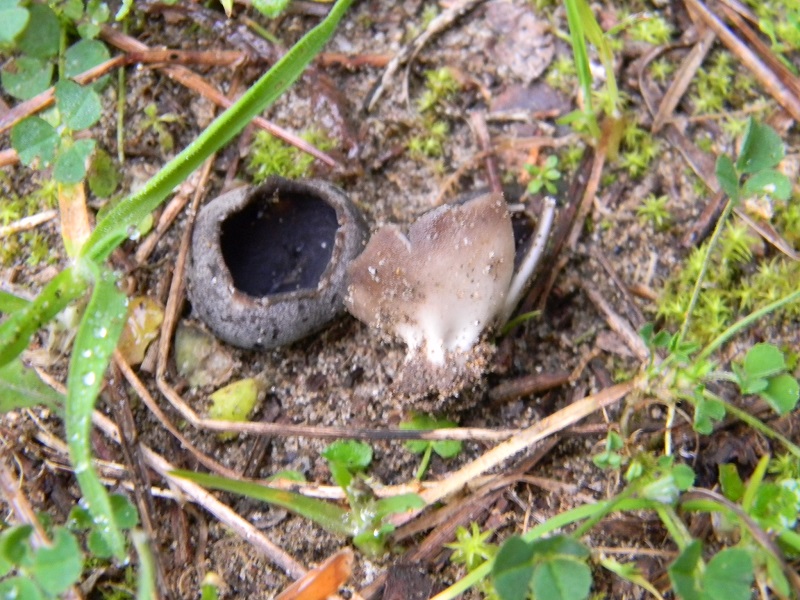 3)Fotogr.il 24.02.2017.sotto pineta marina con Leccio