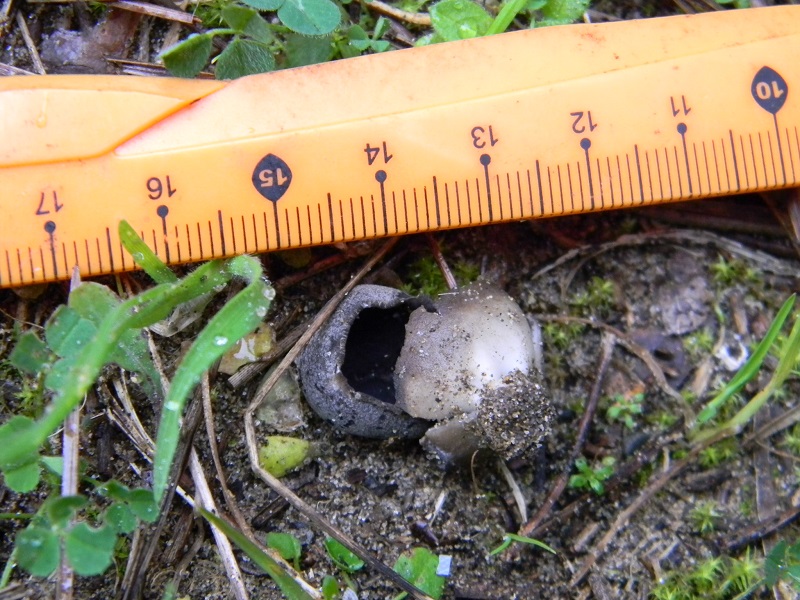 3)Fotogr.il 24.02.2017.sotto pineta marina con Leccio