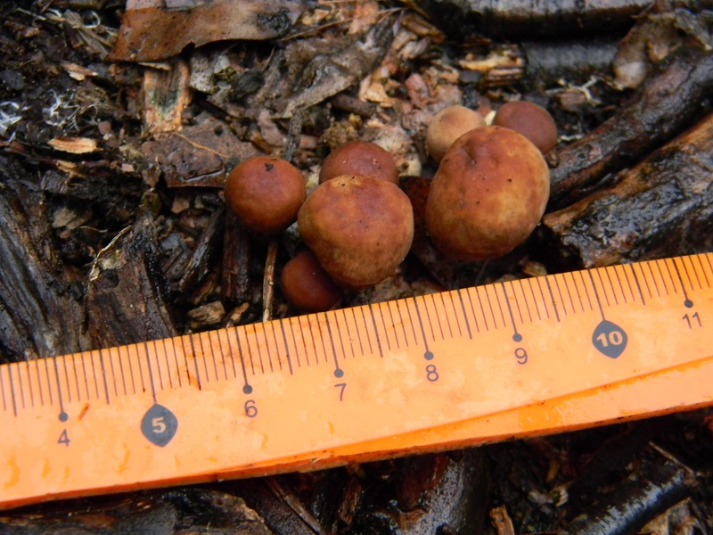 4)Fotogr.il 24.02.2017.sotto Leccio terreno sabbioso