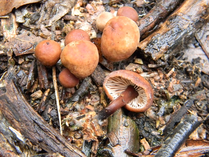 4)Fotogr.il 24.02.2017.sotto Leccio terreno sabbioso