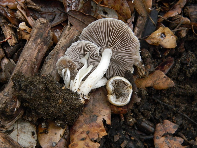 7)Fotogr.il 24.02.2017.sotto Leccio terreno sabbioso