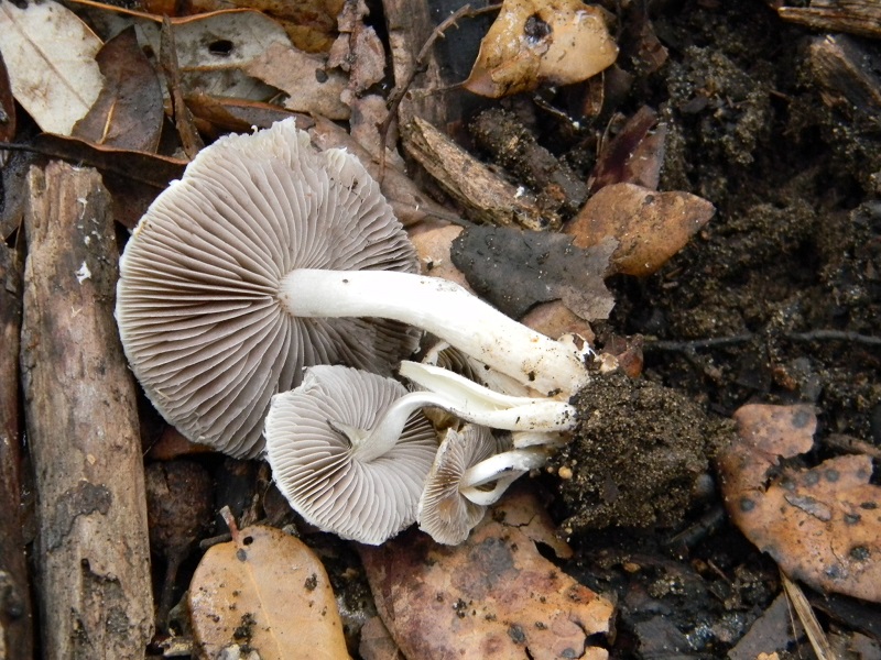 7)Fotogr.il 24.02.2017.sotto Leccio terreno sabbioso