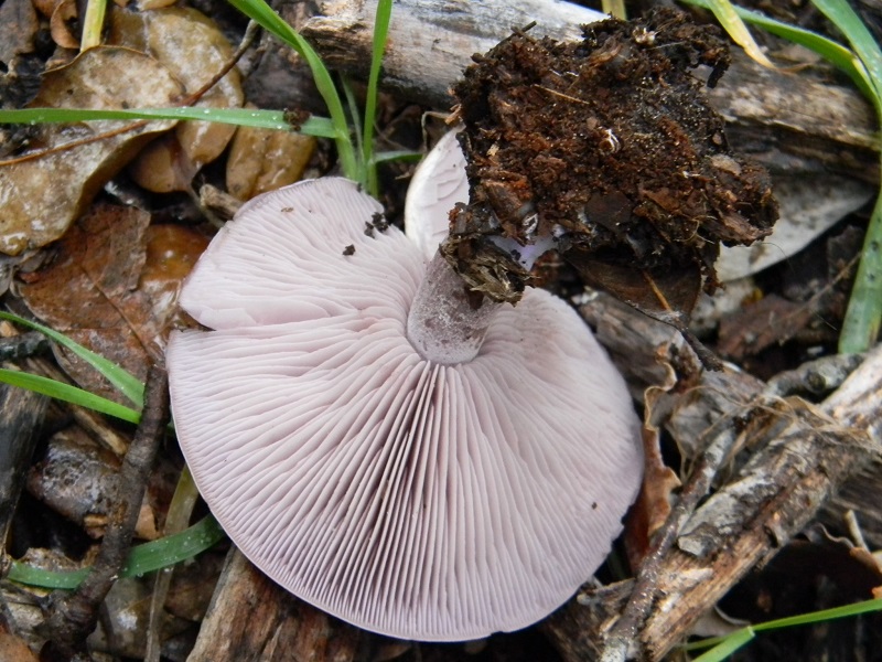 5)Fotogr.il 24.02.2017.sotto Leccio terreno sabbioso