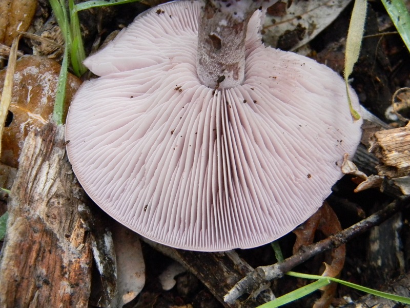 5)Fotogr.il 24.02.2017.sotto Leccio terreno sabbioso