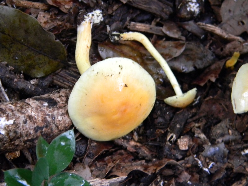 8)Fotogr.il.24.02.2017.sotto Leccio terreno sabbioso ultimo del 24.02.