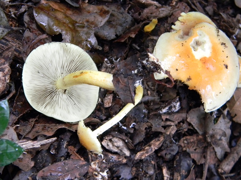 8)Fotogr.il.24.02.2017.sotto Leccio terreno sabbioso ultimo del 24.02.