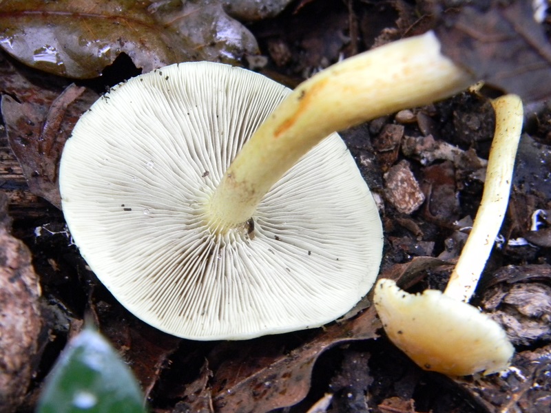 8)Fotogr.il.24.02.2017.sotto Leccio terreno sabbioso ultimo del 24.02.