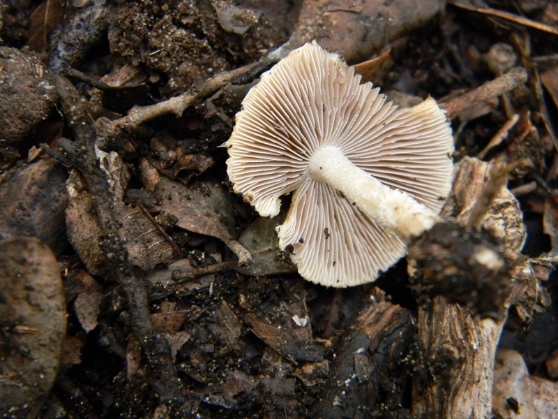 6)Fotogr.il 24.02.2017.sotto Leccio terreno sabbioso