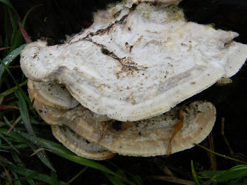 3) Fotogr. il 23.02.2013. sotto pineta con leccio.