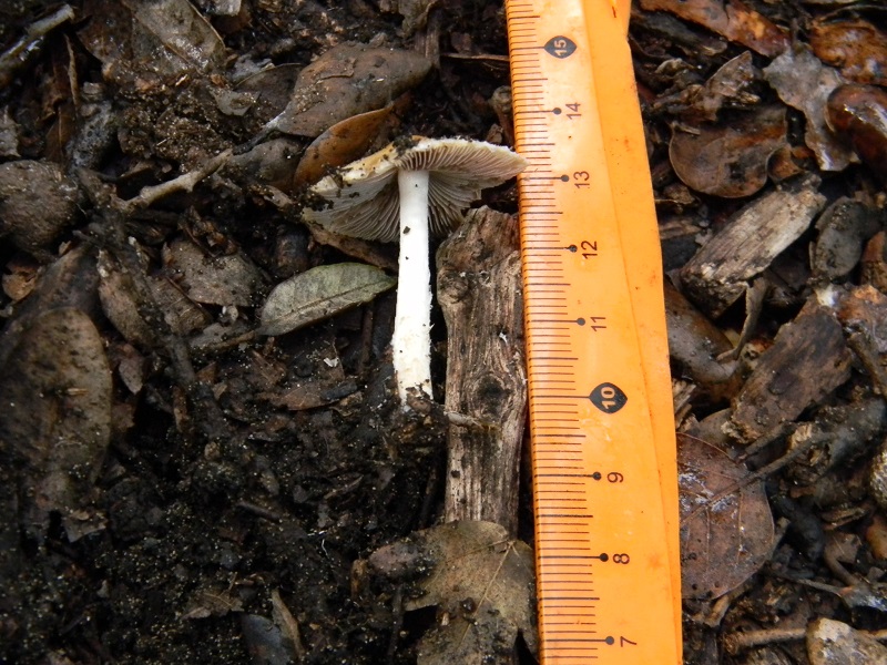 6)Fotogr.il 24.02.2017.sotto Leccio terreno sabbioso