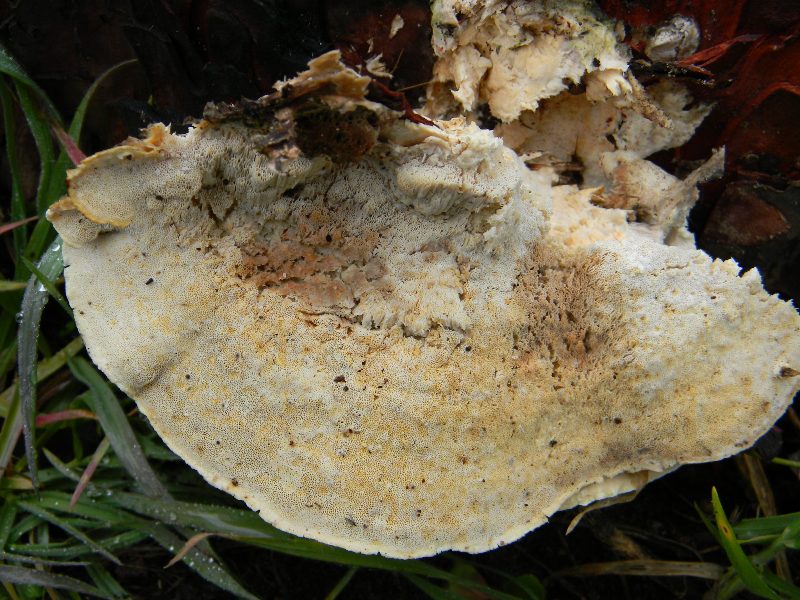 3) Fotogr. il 23.02.2013. sotto pineta con leccio.