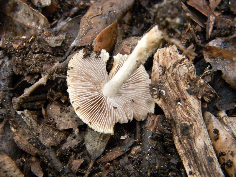 6)Fotogr.il 24.02.2017.sotto Leccio terreno sabbioso