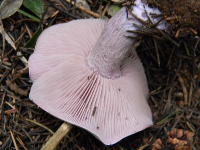 1)Fotogr.il 25..02.2017.sotto aghifoglie