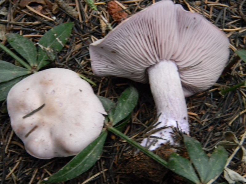 1)Fotogr.il 25..02.2017.sotto aghifoglie