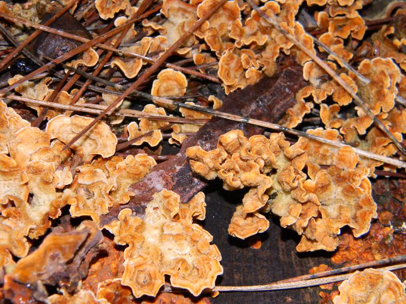 2) 23.02.2013.sotto pineta con Leccio (Stereum hirsutum)
