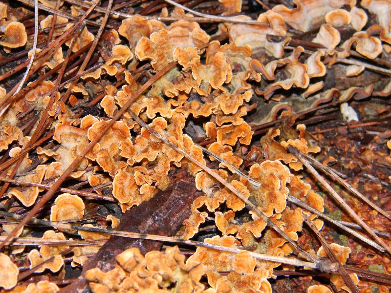 2) 23.02.2013.sotto pineta con Leccio (Stereum hirsutum)