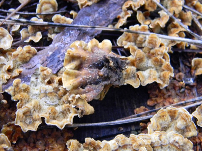 2) 23.02.2013.sotto pineta con Leccio (Stereum hirsutum)