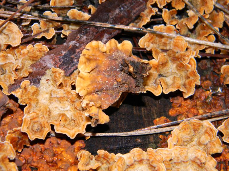 2) 23.02.2013.sotto pineta con Leccio (Stereum hirsutum)