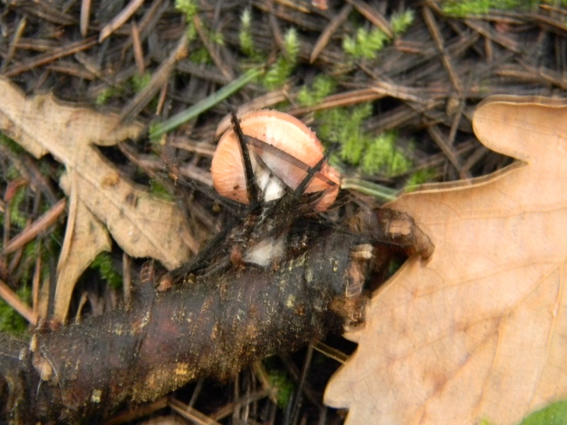 2)Fotogr.il 25.02.2017.sotto aghifoglie