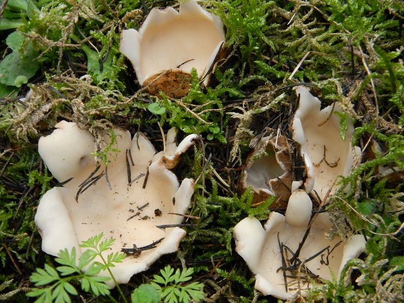 3)Fotogr.il 25.02.2017.sotto aghifogie ultimo del 25.02.