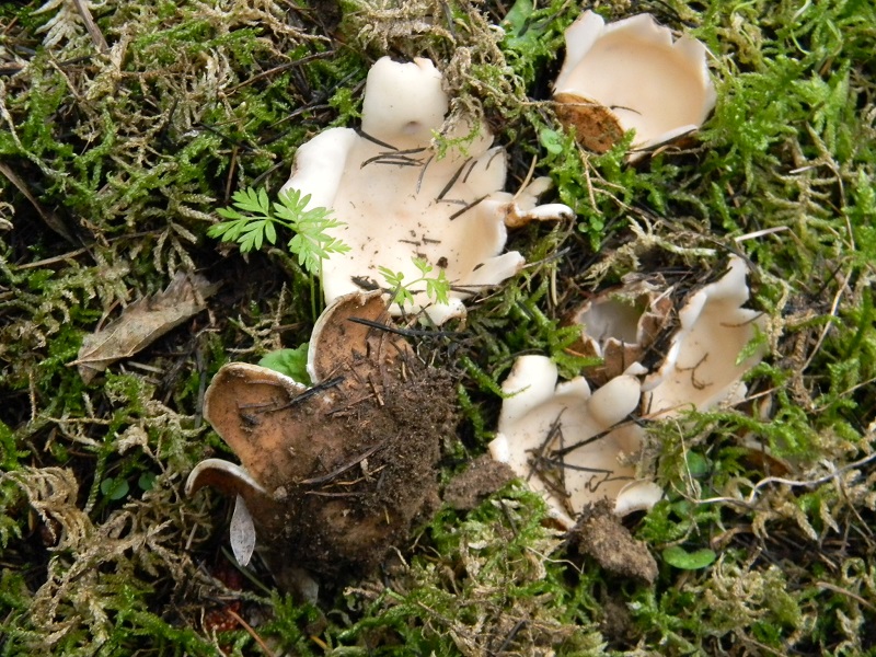 3)Fotogr.il 25.02.2017.sotto aghifogie ultimo del 25.02.