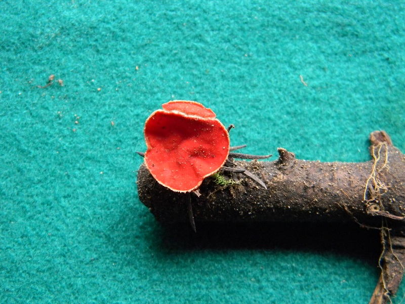 2)Fotogr.il 25.02.2017.sotto aghifoglie