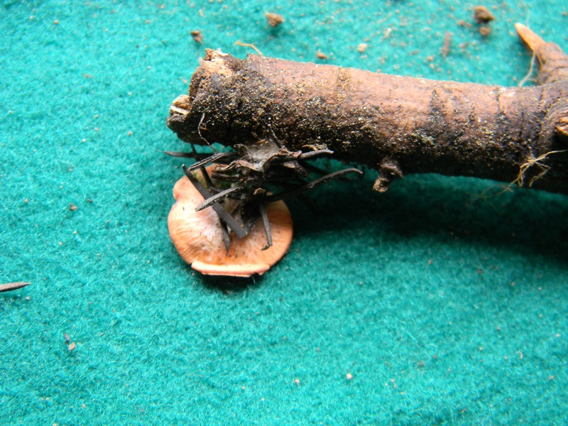 2)Fotogr.il 25.02.2017.sotto aghifoglie