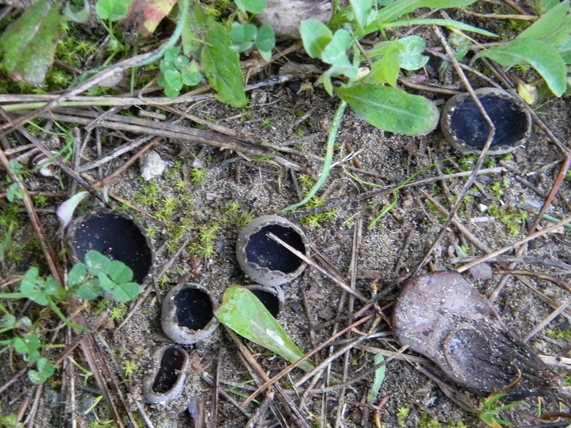 1)Fotogr.il 28.02.2017.sotto pineta marina con Leccio