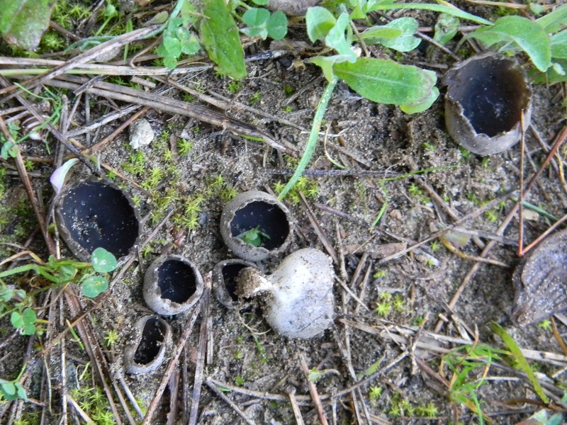 1)Fotogr.il 28.02.2017.sotto pineta marina con Leccio