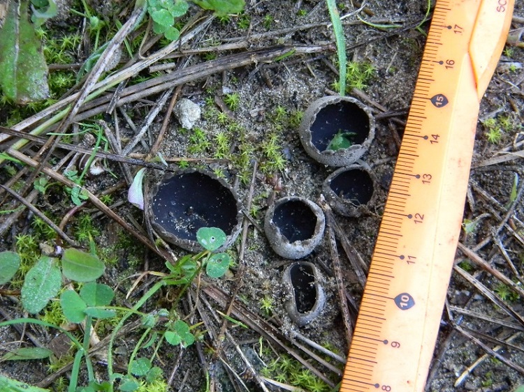 1)Fotogr.il 28.02.2017.sotto pineta marina con Leccio