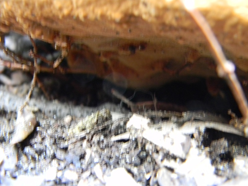 2)Fotogr.il 28.02.2017.sotto Leccio terreno sabbioso ultimo del28.02