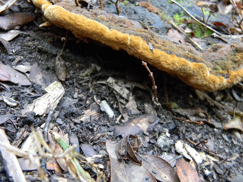 2)Fotogr.il 28.02.2017.sotto Leccio terreno sabbioso ultimo del28.02