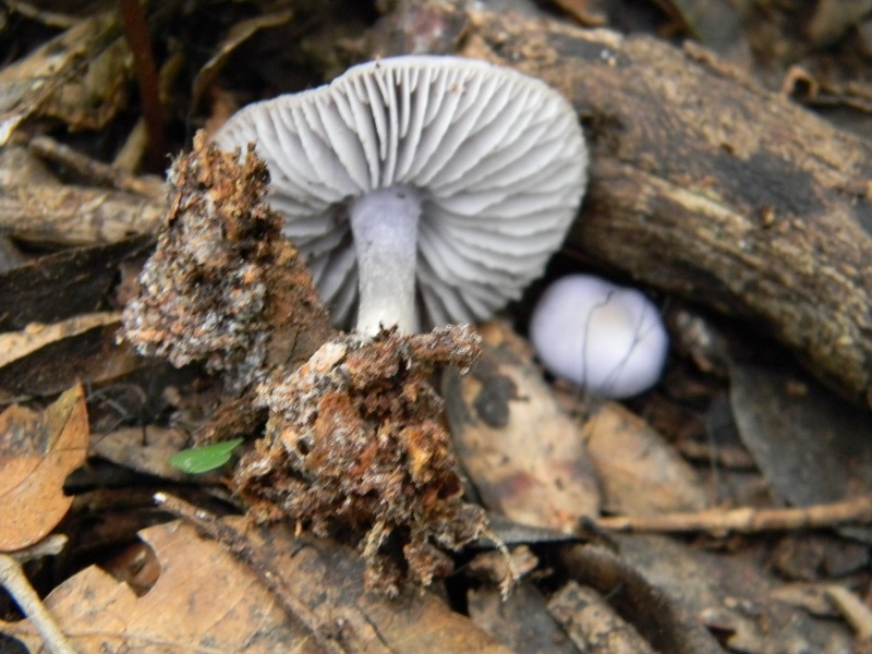 1)Fotogr.il 4.03.2017.bosco misto di latifoglie