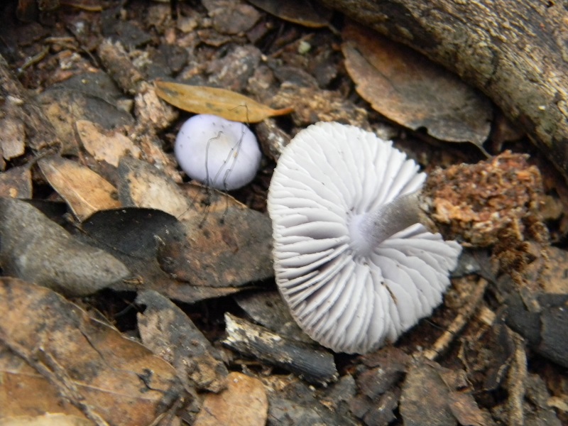 1)Fotogr.il 4.03.2017.bosco misto di latifoglie