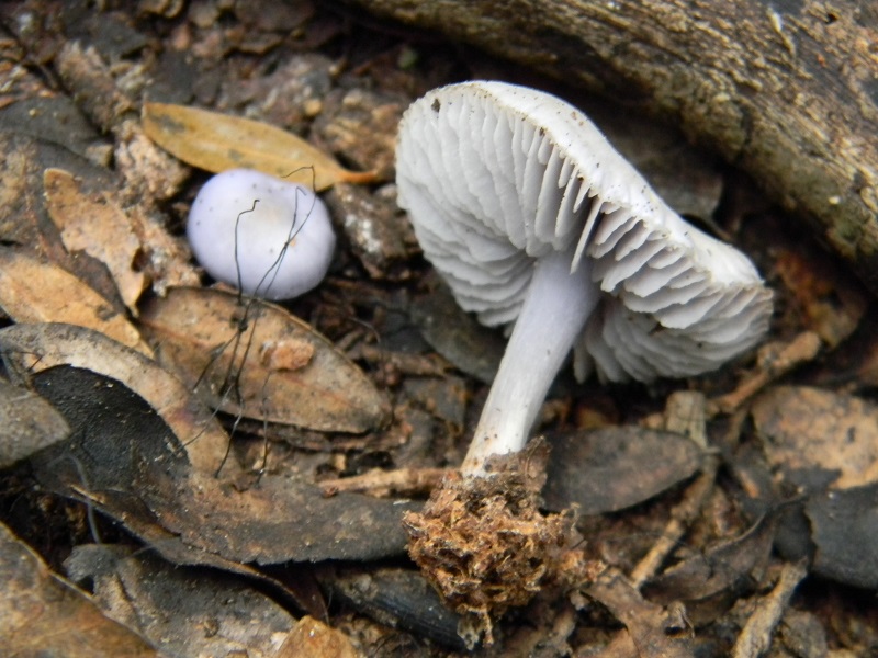 1)Fotogr.il 4.03.2017.bosco misto di latifoglie