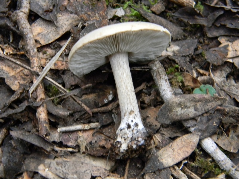 2)Fotogr.il 4.03.2017.bosco misto di latifoglia