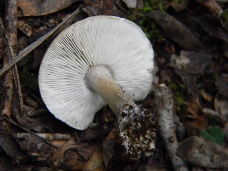 2)Fotogr.il 4.03.2017.bosco misto di latifoglia