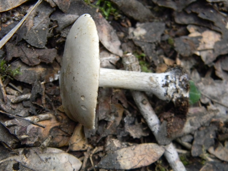 2)Fotogr.il 4.03.2017.bosco misto di latifoglia