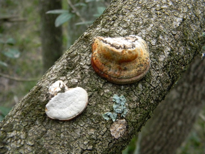 4)Fotogr.il 4.03.2017.bosco misto di latifoglie lignicolo