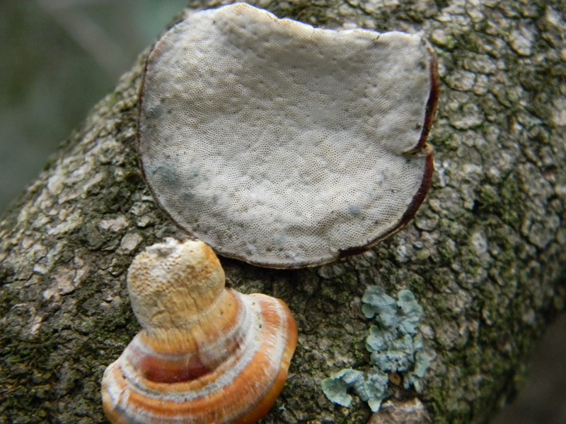 4)Fotogr.il 4.03.2017.bosco misto di latifoglie lignicolo